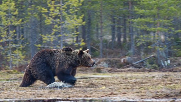 Медведица с малышами попала на видео в горах Сочи