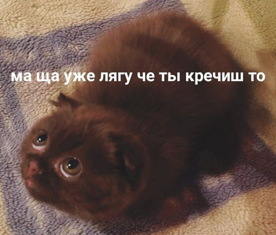 Послушный котик