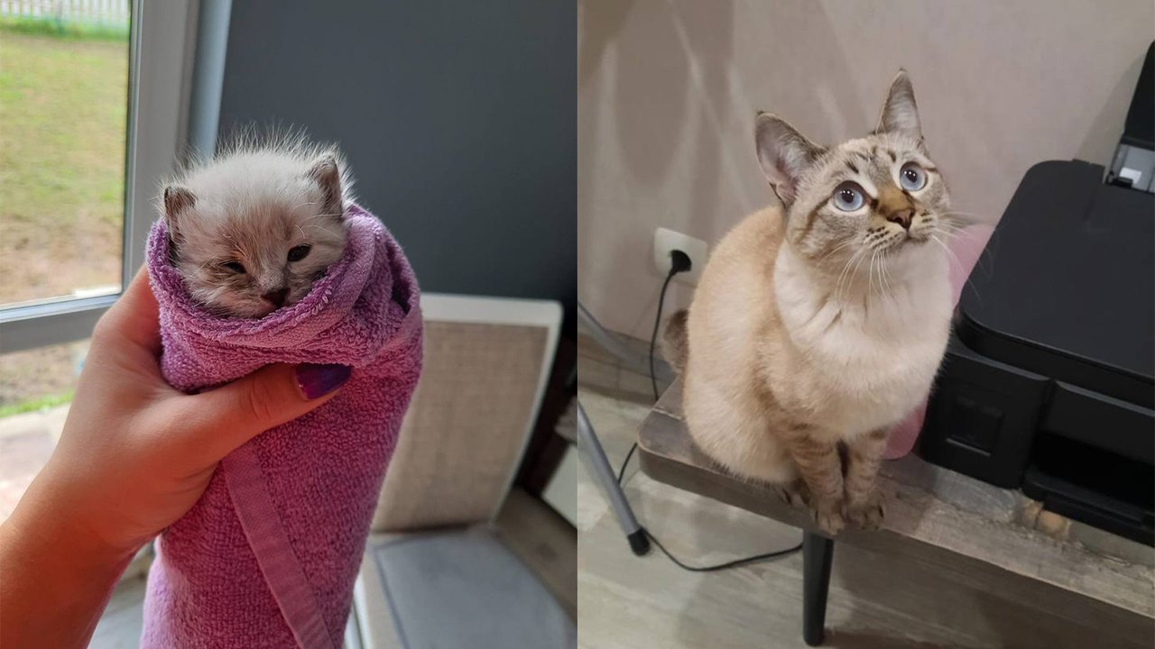 Котик Серкан — "было" и "стало" Котик Серкан — "было" и "стало"