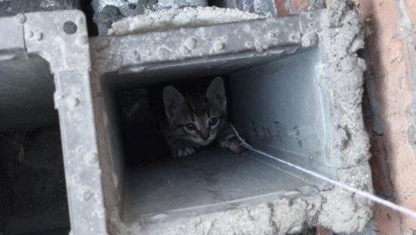 В Москве спасли очередного котенка из вентиляции