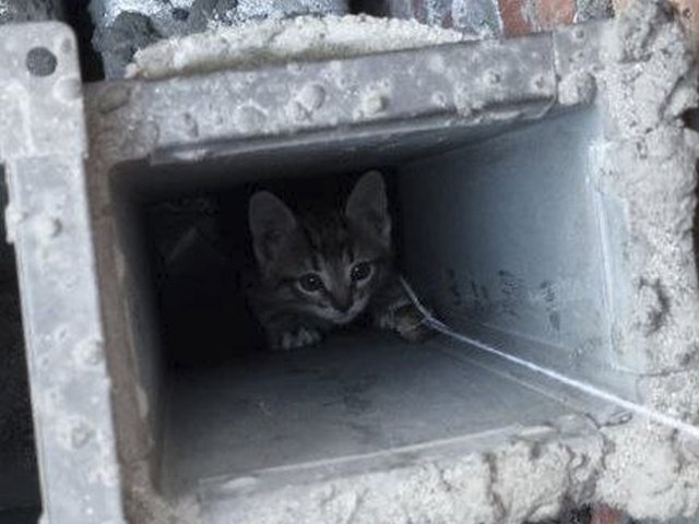 В Москве спасли очередного котенка из вентиляции