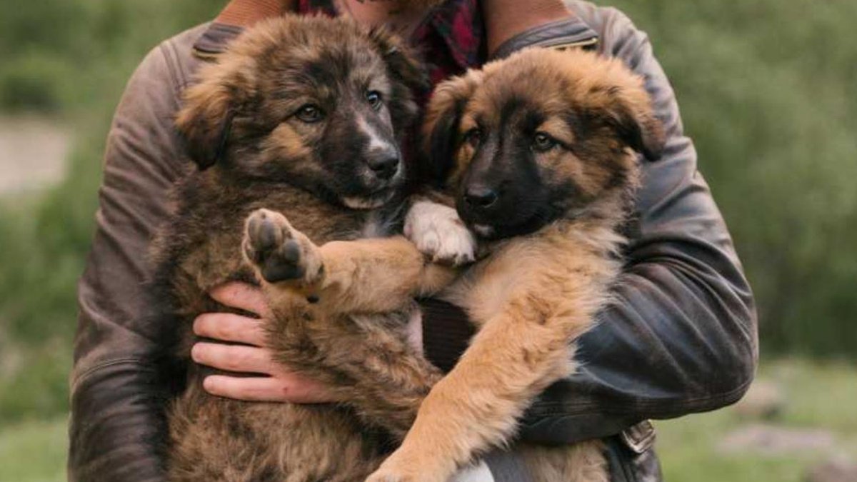 Клички для собак-девочек немецких овчарок - Питомцы Mail.ru