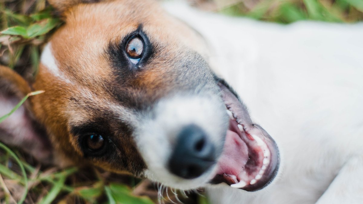 Причины плохого запаха изо рта у взрослых собак