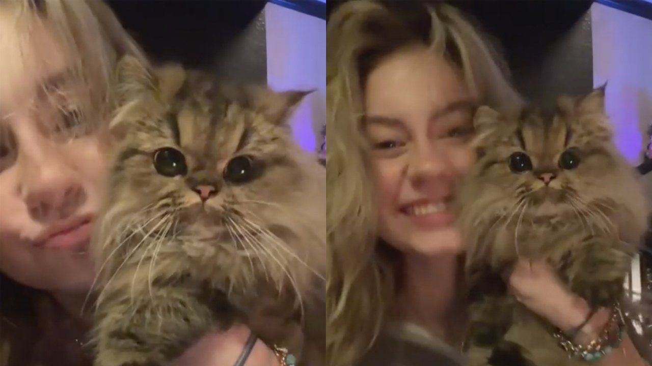Самый милый кот на свете Самый милый кот на свете