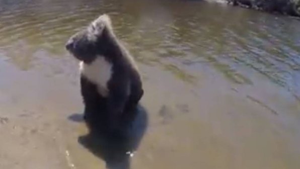Видео плавающей коалы стало хитом в Сети