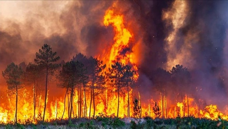 Пожар в лесу фото В Молдове за выходные сгорело более 30 гектаров земли - Новости Mail