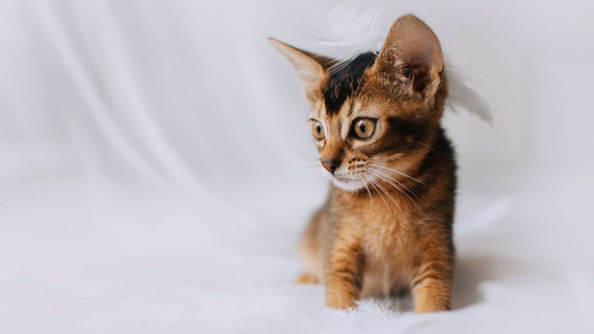 Кошка