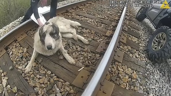 Люди спасли пса, который три дня плакал на железнодорожных путях