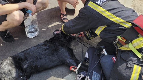 Важна каждая жизнь: сотрудники МЧС Москвы спасли собаку при пожаре