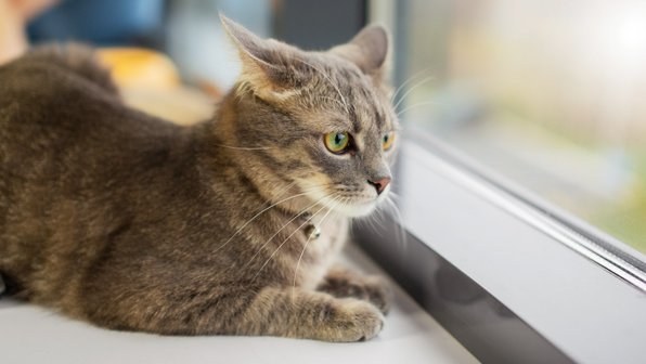 Почему кошки обожают царапать окна
