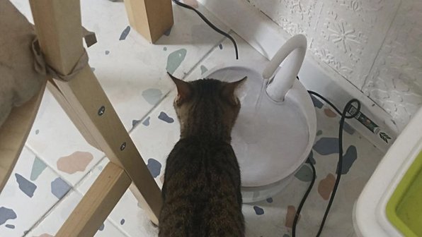 Сколько воды в день должны пить кошки