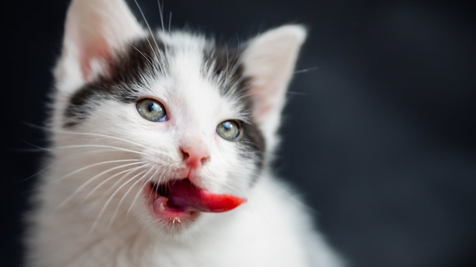 Белая с чёрным кошка кусает язык