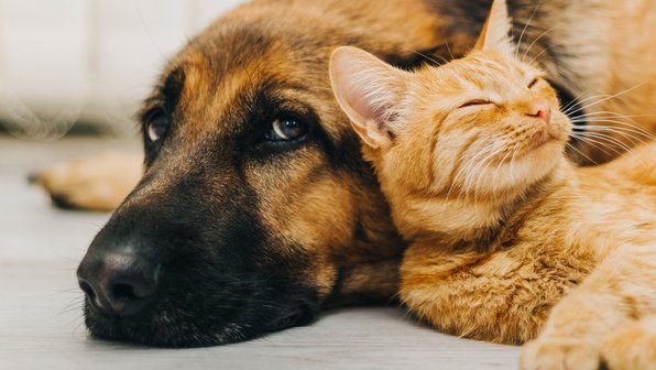Почему кошки лучше собак. Объясняем на гифках