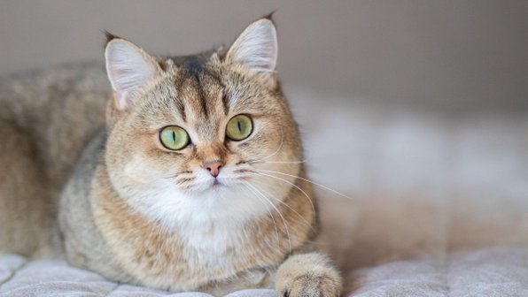 Беби-фейс: 10 кошек с круглыми мордочками