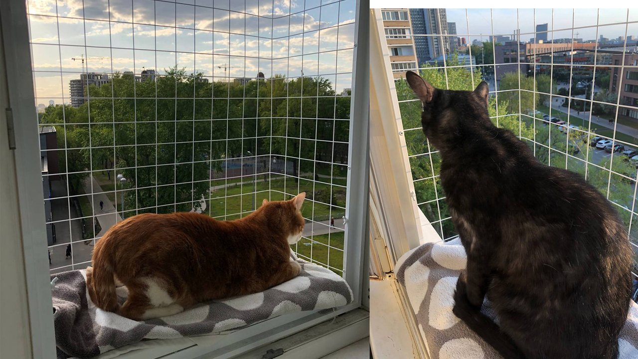 Кошки на балконе
