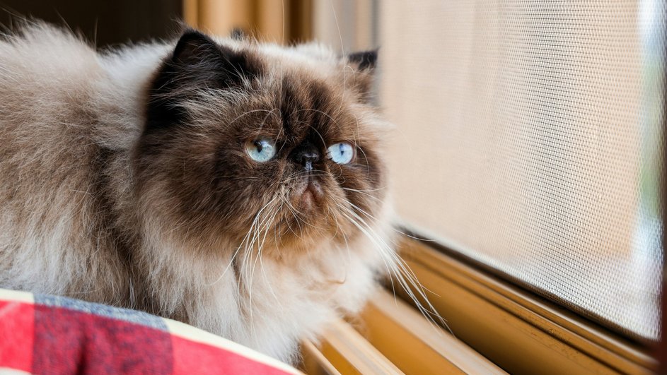 Гималайская кошка сидит на окне на подушке Гималайская кошка сидит на окне на подушке