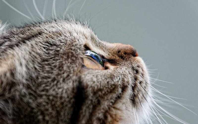 Кошка чихает, и у нее слезятся глаза: причины и лечение дома - Питомцы  Mail.ru