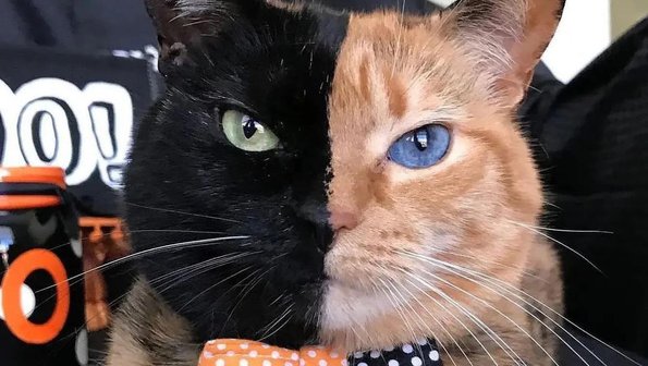 21 кот с необычным окрасом, которых вы вряд ли видели вживую