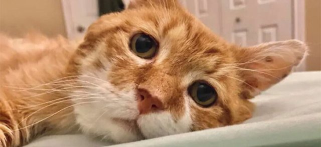 Грустный кот с человеческим «лицом» сам нашел себе хозяев