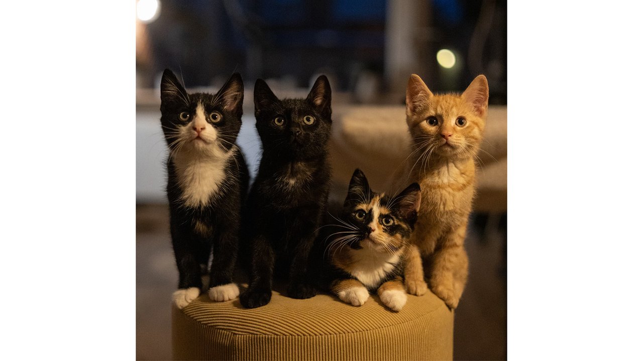 Кошки