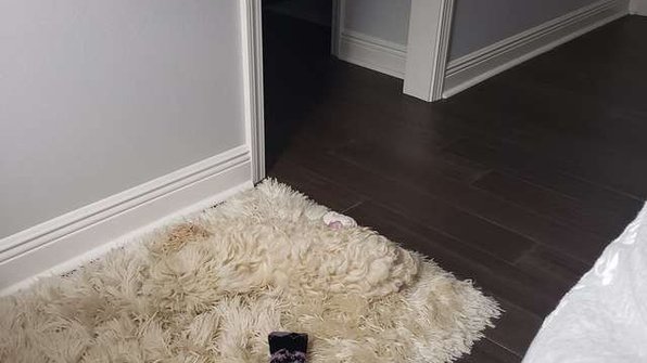 Загадка дня: найди собаку на фотографии