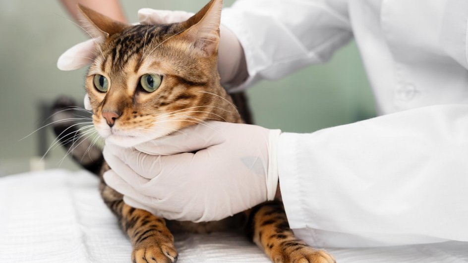 Кошка с частой агрессией на приеме у ветеринара Кошка с частой агрессией на приеме у ветеринара