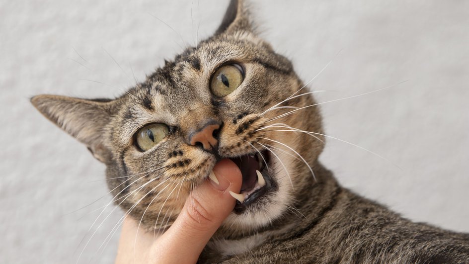 Кошка кусает палец хозяина