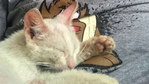 Мужчина задремал в саду. Проснулся он уже с котиком на животе