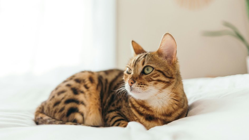 Бенгальская кошка, являющаяся одной из самых умных кошек, лежит на кровати с белым покрывалом Бенгальская кошка, являющаяся одной из самых умных кошек, лежит на кровати с белым покрывалом