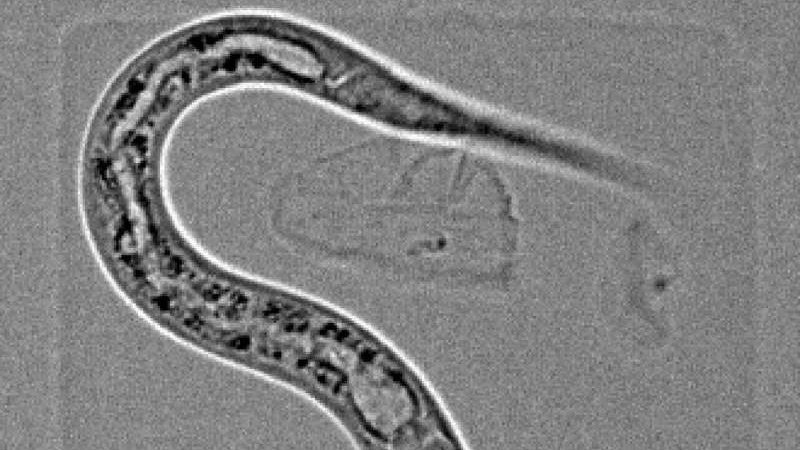 Червь Caenorhabditis elegans Червь Caenorhabditis elegans