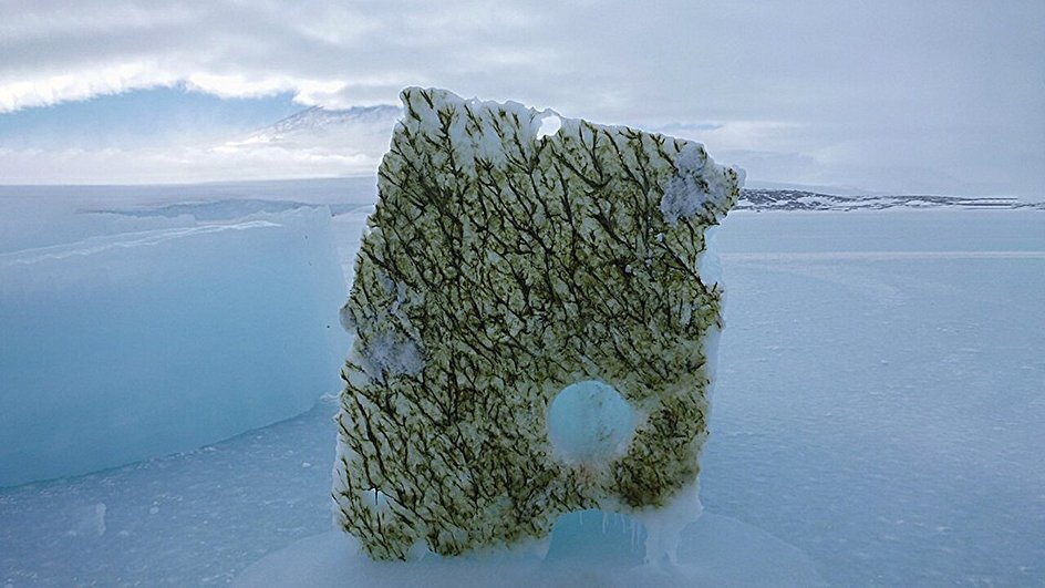 Водоросли на ледниках Водоросли на ледниках