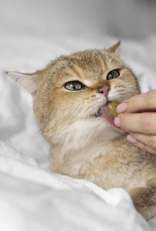 кот