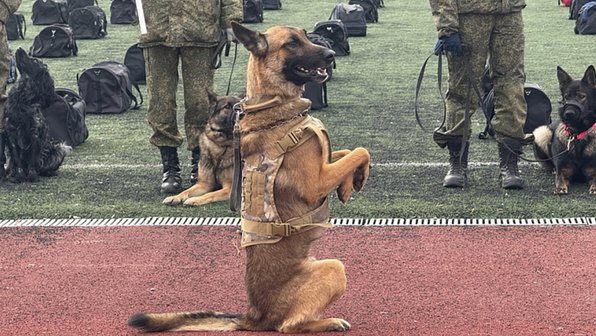 В Новосибирске проходит чемпионат среди служебных собак