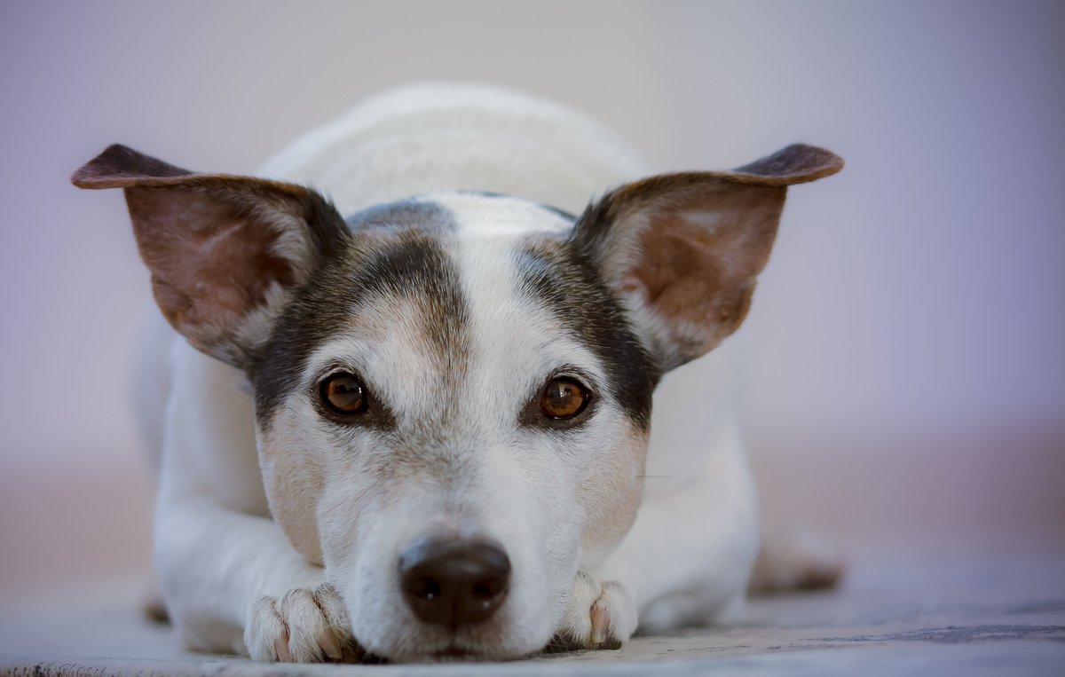 Отит у собак – причины, симптомы, виды, диагностика, лечение