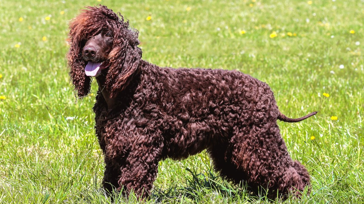 Irish_Water_Spaniel