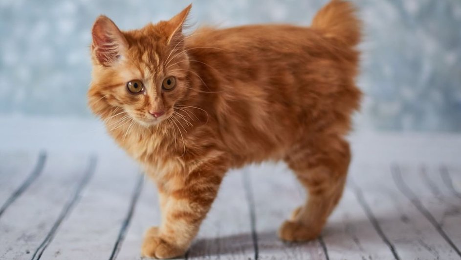 Рыжий котенок американского бобтейла