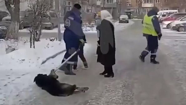 Двор встал на защиту собаки от службы отлова в Красноярске