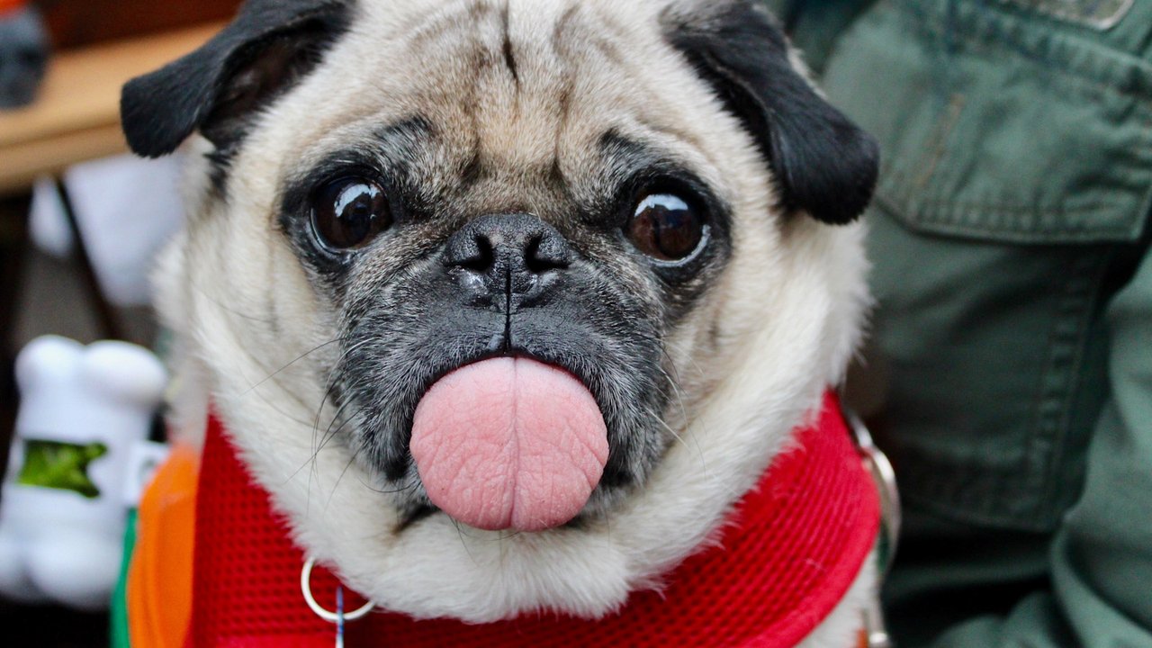 Плохие манеры | Почему собака все время показывает язык? - Питомцы Mail.ru