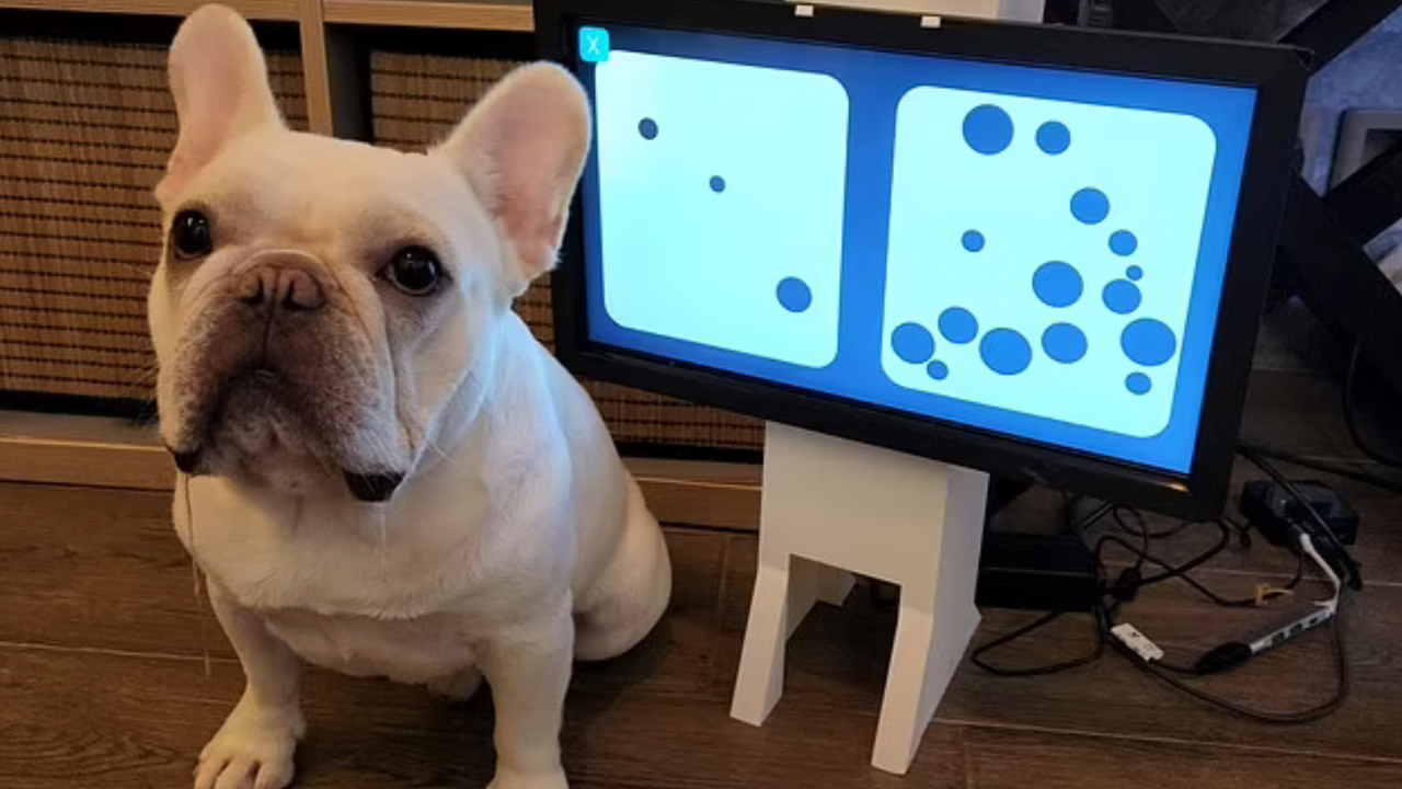 Видеоигры с сенсорным экраном способны остановить развитие деменции у пожилых собак