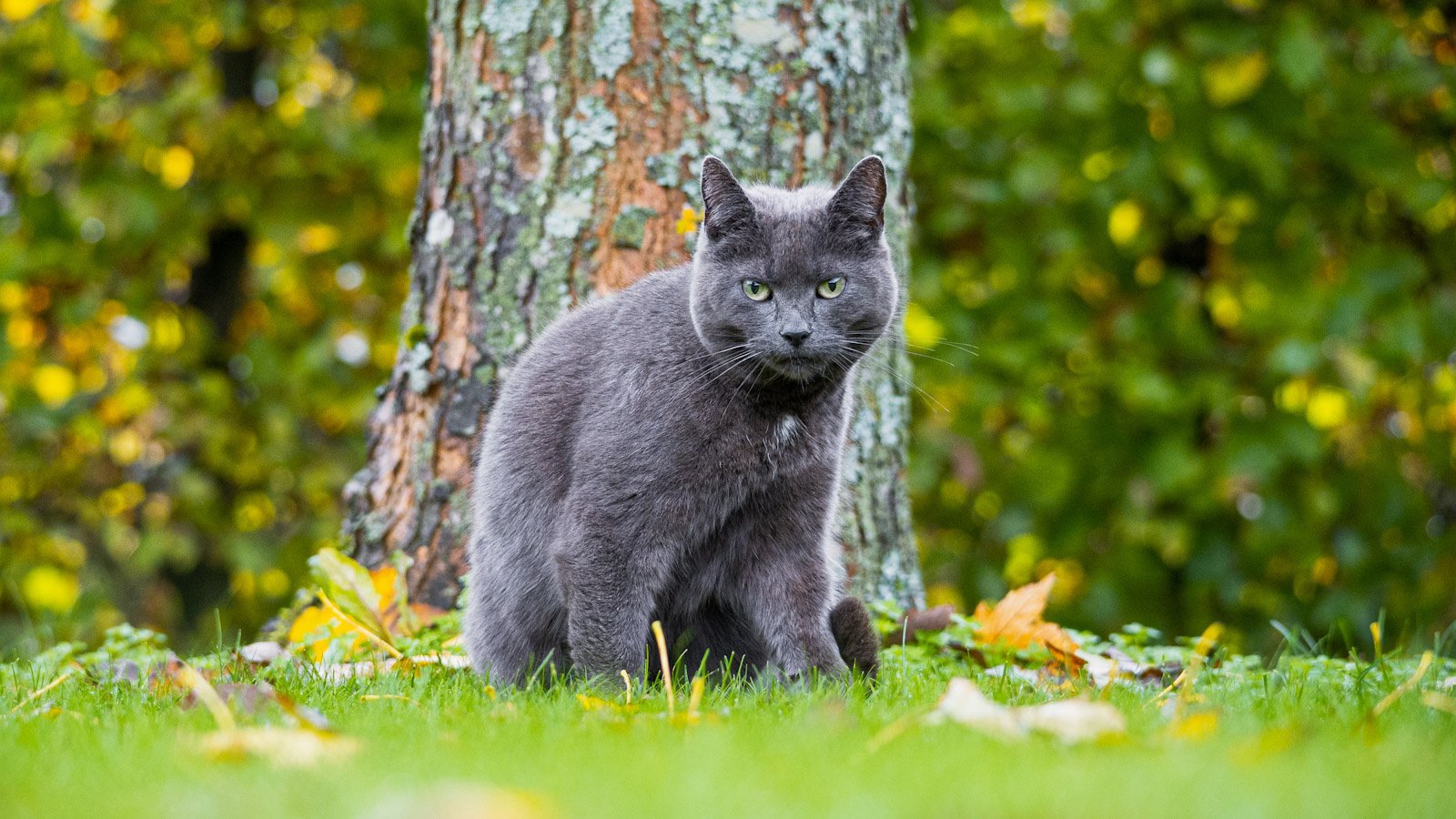 Кошка у дерева