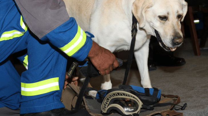 Эта собака несколько лет работала спасателем и помогла сохранить более 50 жизней.