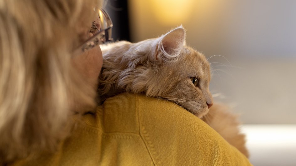 Кошка на руках женщины Кошка на руках женщины