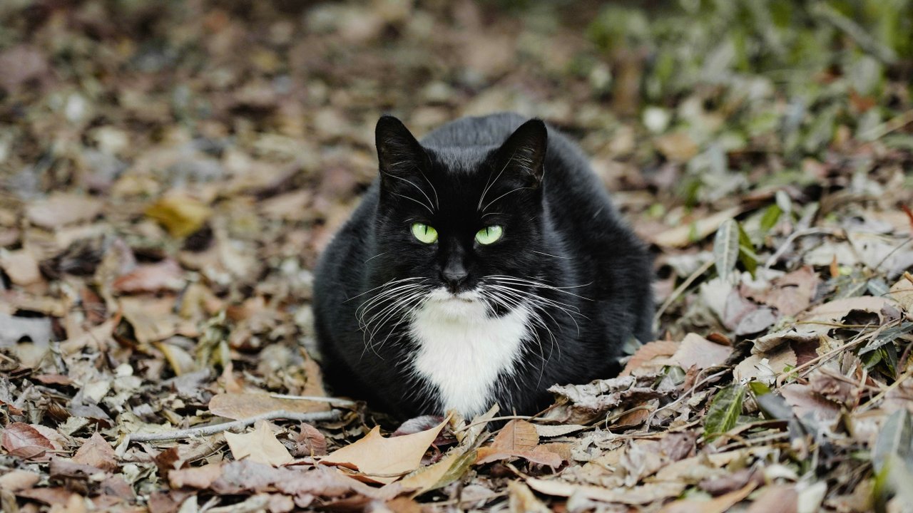 Черно-белый кот