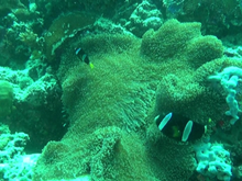 Кадр из Коралловый риф: Удивительные подводные миры