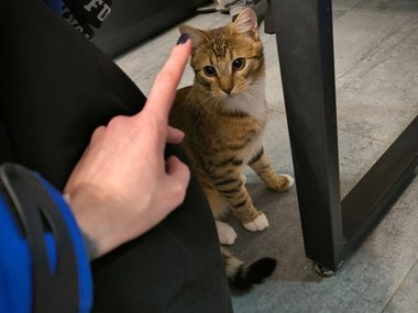 Сотрудники скорой помощи показали встречающих их котиков Сотрудники скорой помощи показали встречающих их котиков