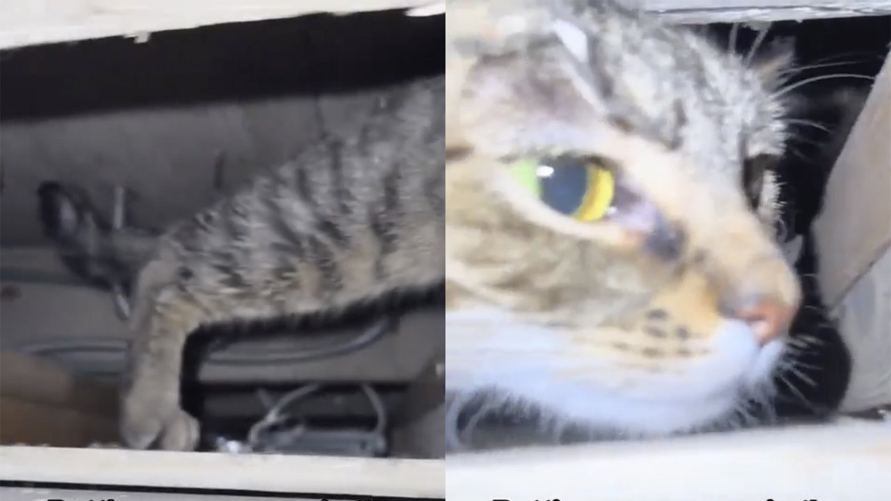 Кот потерялся Кот потерялся