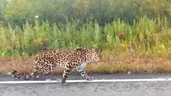 В Приморье у трассы обнаружили истощённого дальневосточного леопарда