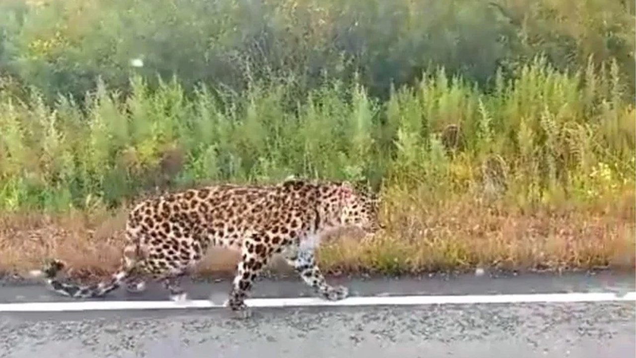 леопард леопард