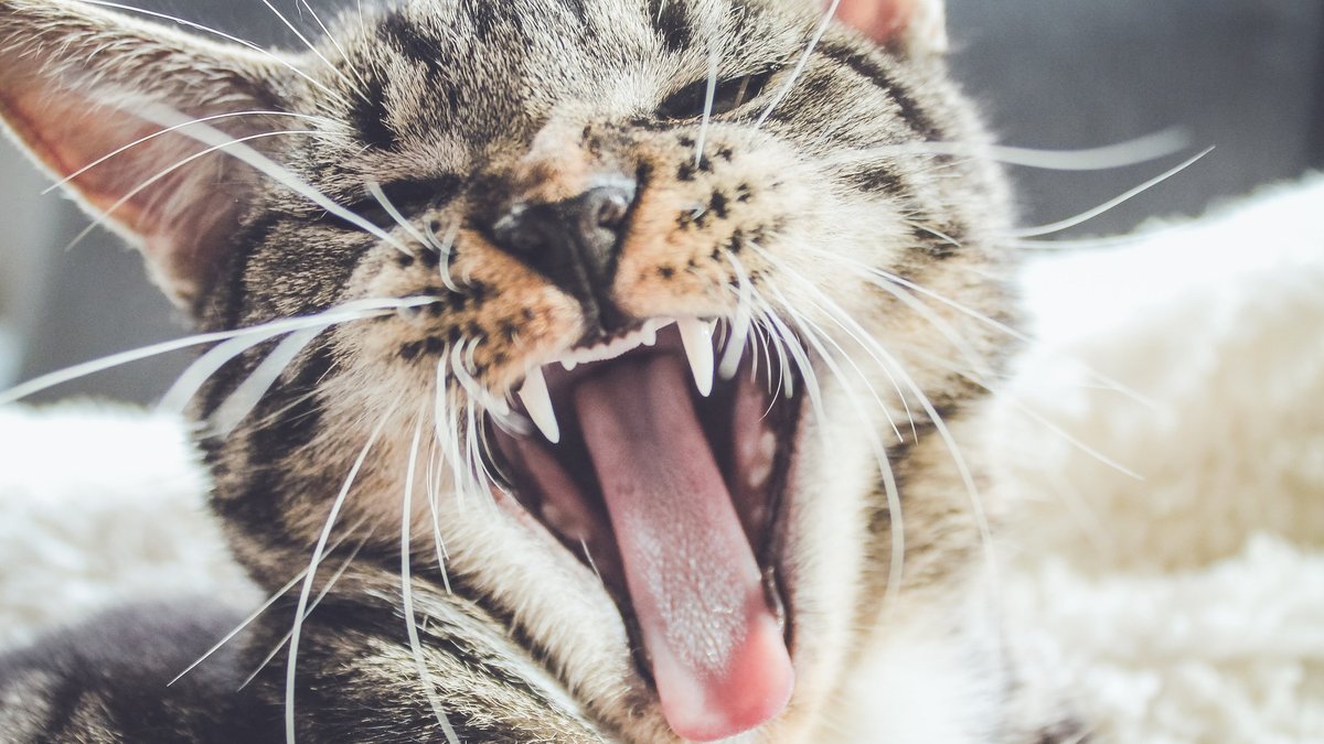 Cat Cat