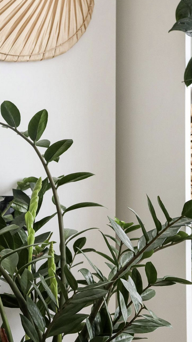 Обустраиваем зеленый уголок: 5 пар комнатных растений, которые хорошо смотрятся рядом